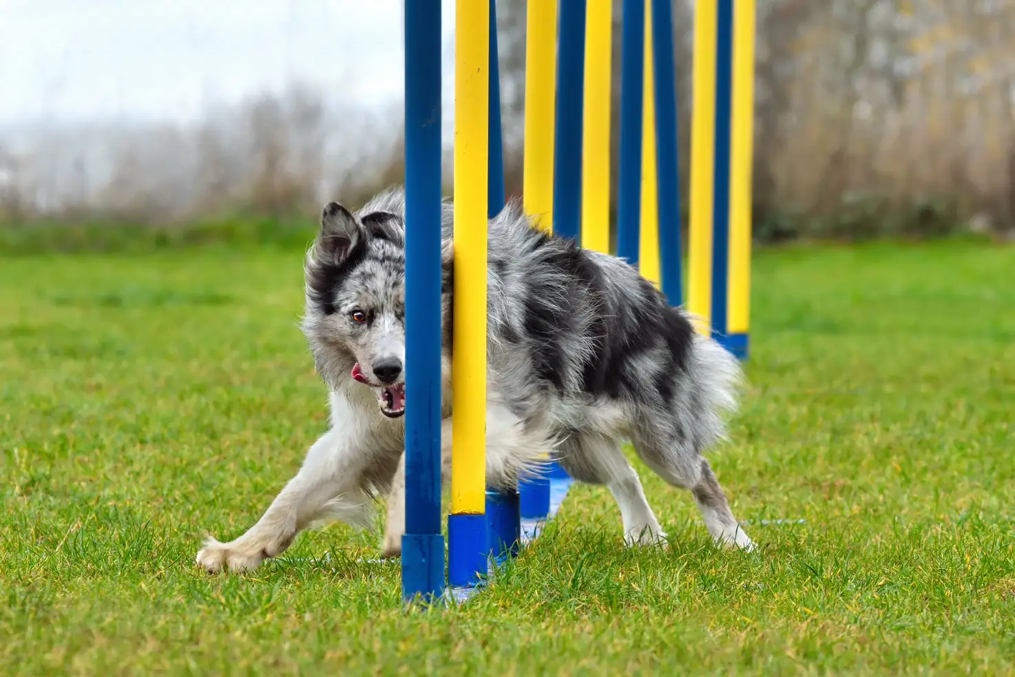 8 Ways To Prevent Injuries in Agility Dogs.pdf image 000.webp