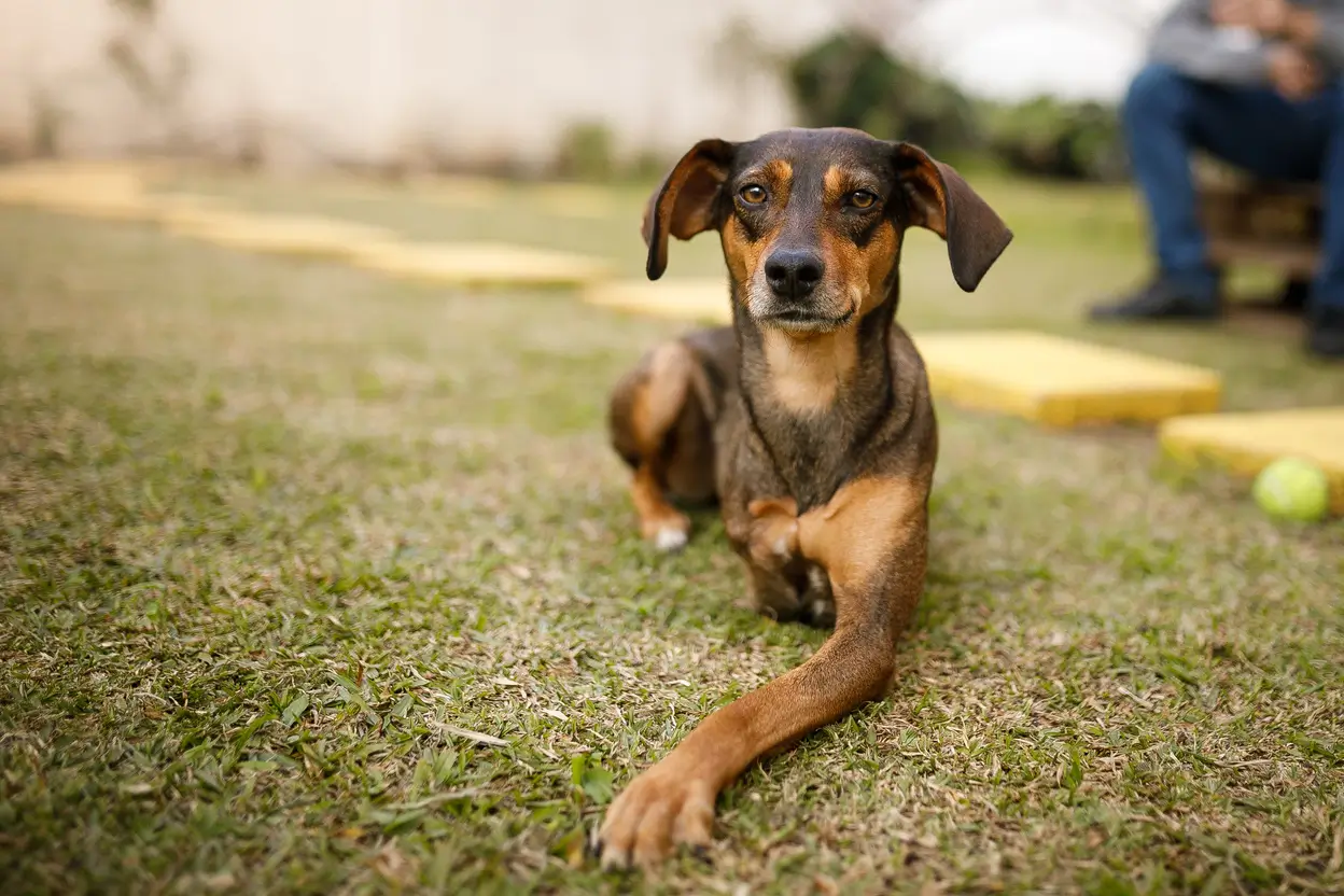 Canine Amputation Helping Your Dog Live Fully.pdf image 000.webp