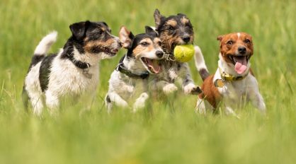 Dogs Running In Park — Veterinary Services In Medowie, NSW