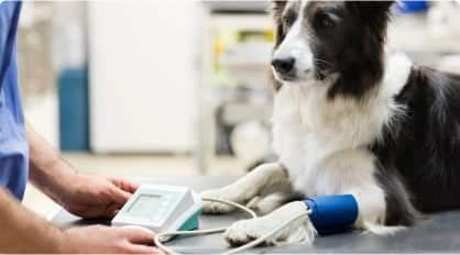 Veterinarian Checking Health OF Dog — Veterinary Services In Medowie,NSW