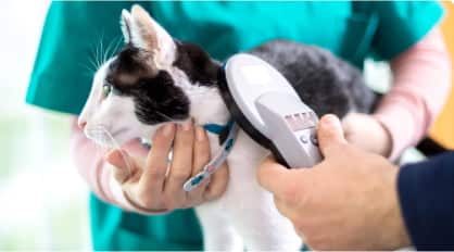 Checking Cat — Veterinary Services In Medowie,NSW