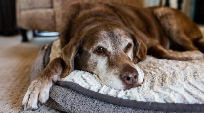 Older Dog — Veterinary Services In Medowie, NSW