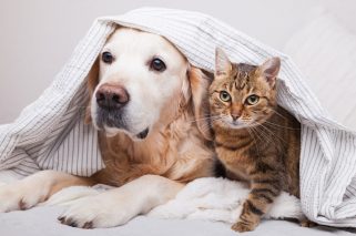 Dog And Cat In Blanket — Veterinary Services In Medowie,NSW