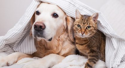 Dog And Cat In Blanket — Veterinary Services In Medowie,NSW