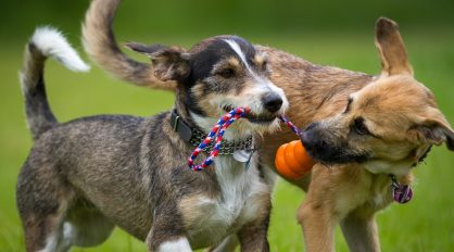 Two Dogs Playing — Veterinary Services In Medowie, NSW
