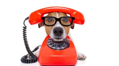 Dog Wearing Glasses — Veterinary Services In Medowie, NSW