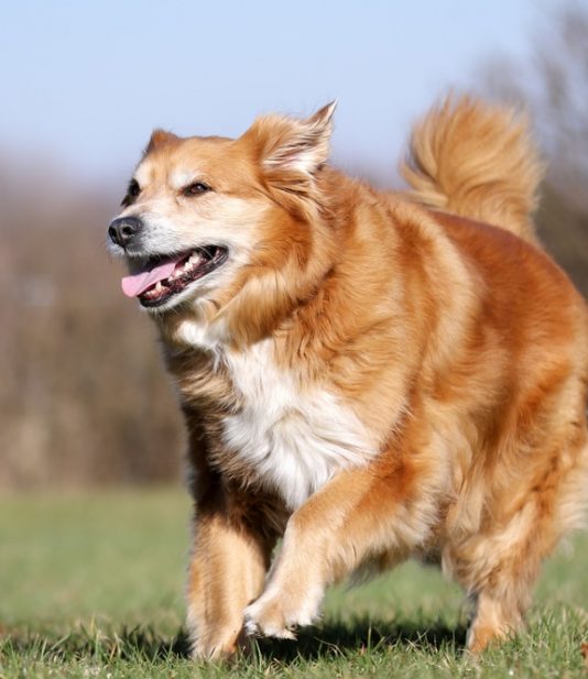 Dog Running — Veterinary Services In Medowie, NSW