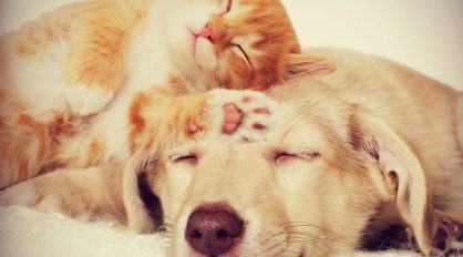 Cat Sleeping On Dog — Veterinary Services In Medowie, NSW