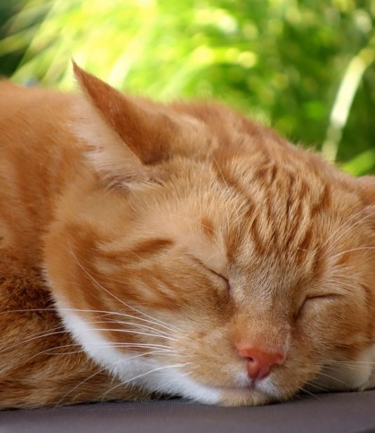 Sleeping Cat — Veterinary Services In Medowie, NSW