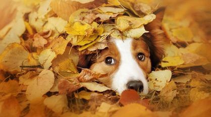 Dog On Leaves — Veterinary Services In Medowie,NSW