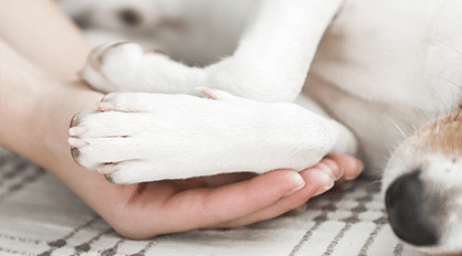 Human Holding Paw — Veterinary Services In Medowie,NSW