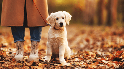 White Puppy On Walk — Veterinary Services In Medowie,NSW