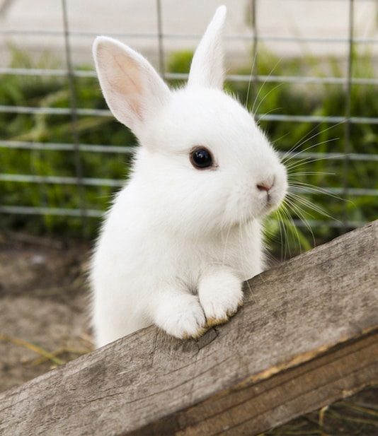 Small White Rabbit - Veterinary Services In Medowie,NSW