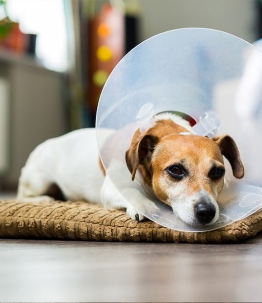 Dog With Cone Collar — Veterinary Services In Medowie,NSW