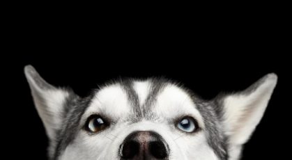 Husky — Veterinary Services In Medowie, NSW