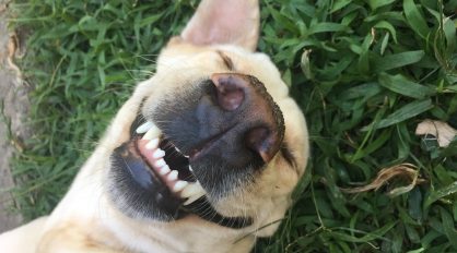 Smiling Dog — Veterinary Services In Medowie, NSW