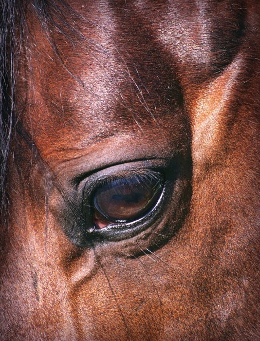 Horse — Veterinary Services In Medowie, NSW