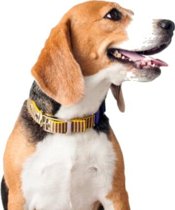 Beagle — Veterinary Services In Medowie,NSW