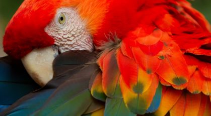Exotic Bird — Veterinary Services In Medowie, NSW