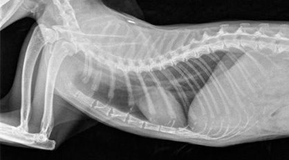 Dog X-ray — Veterinary Services In Medowie,NSW
