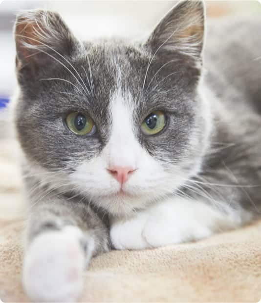 Gray Cat — Veterinary Services In Medowie,NSW