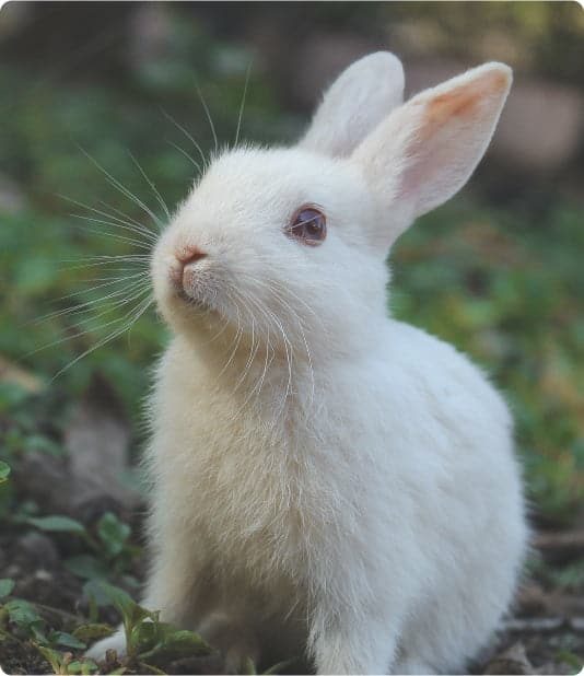 White Rabbit — Veterinary Services In Medowie,NSW