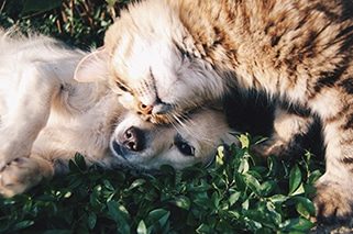 Cat And Dog Hugging — Veterinary Services In Medowie, NSW