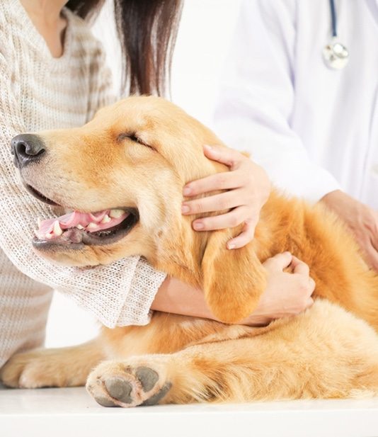 Vaccination Of Dog — Veterinary Services In Medowie, NSW