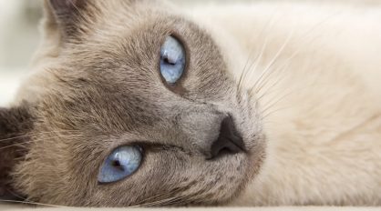 Cat With Blue Eyes — Veterinary Services In Medowie, NSW