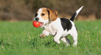 Puppy With Red Ball — Veterinary Services In Medowie, NSW