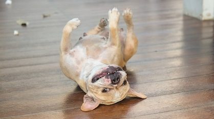 Happy Dog On Floor — Veterinary Services In Medowie,NSW